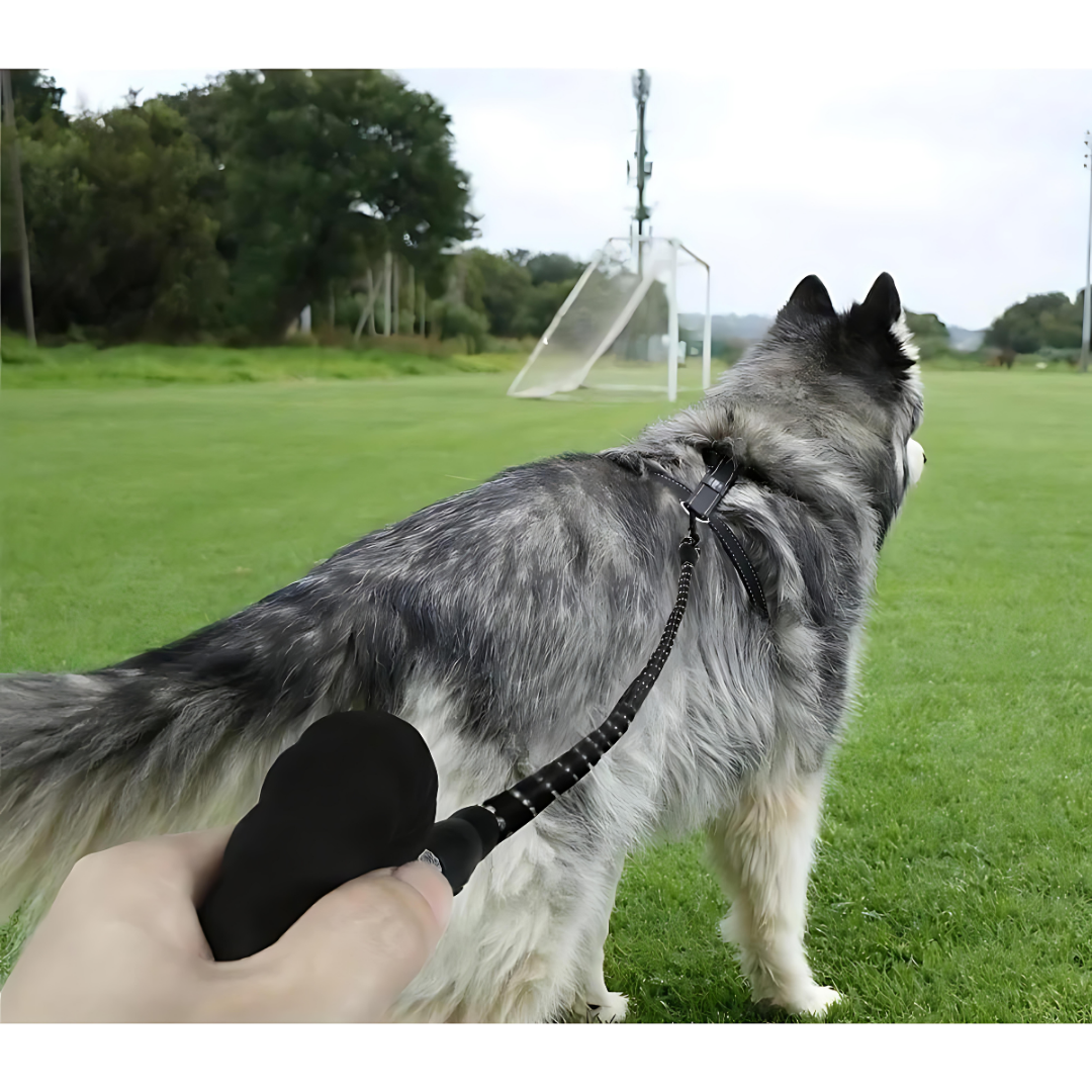 Reflektierende Sicherheitsleine für Hunde - Fluffy Adventures Haustiershop Schwarzenacht 🖤 / Breite 1.2 cm - Länge 1.5 m Mein Shop Hunde Leinen-Set Reflektierende Sicherheitsleine für Hunde Hunde Leinen-Set Mein Shop Schwarzenacht 🖤 / Breite 1.2 cm - Länge 1.5 m Fluffy Adventures Haustiershop