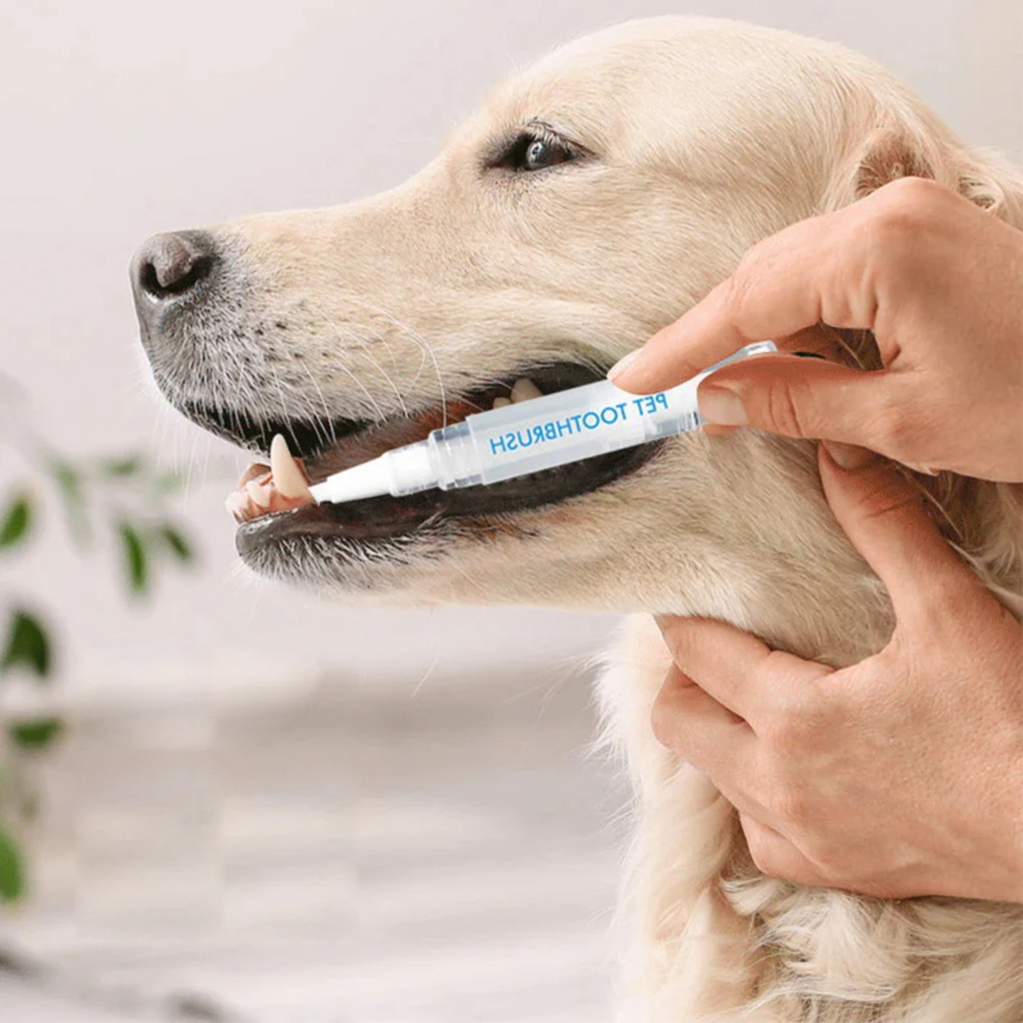 Zahnpflege-Stift – Frischer Atem für Haustiere - Fluffy Adventures Haustiershop Default Title Mein Shop Haustier-Zahnpflege Zahnpflege-Stift – Frischer Atem für Haustiere Haustier-Zahnpflege Mein Shop Default Title Fluffy Adventures Haustiershop