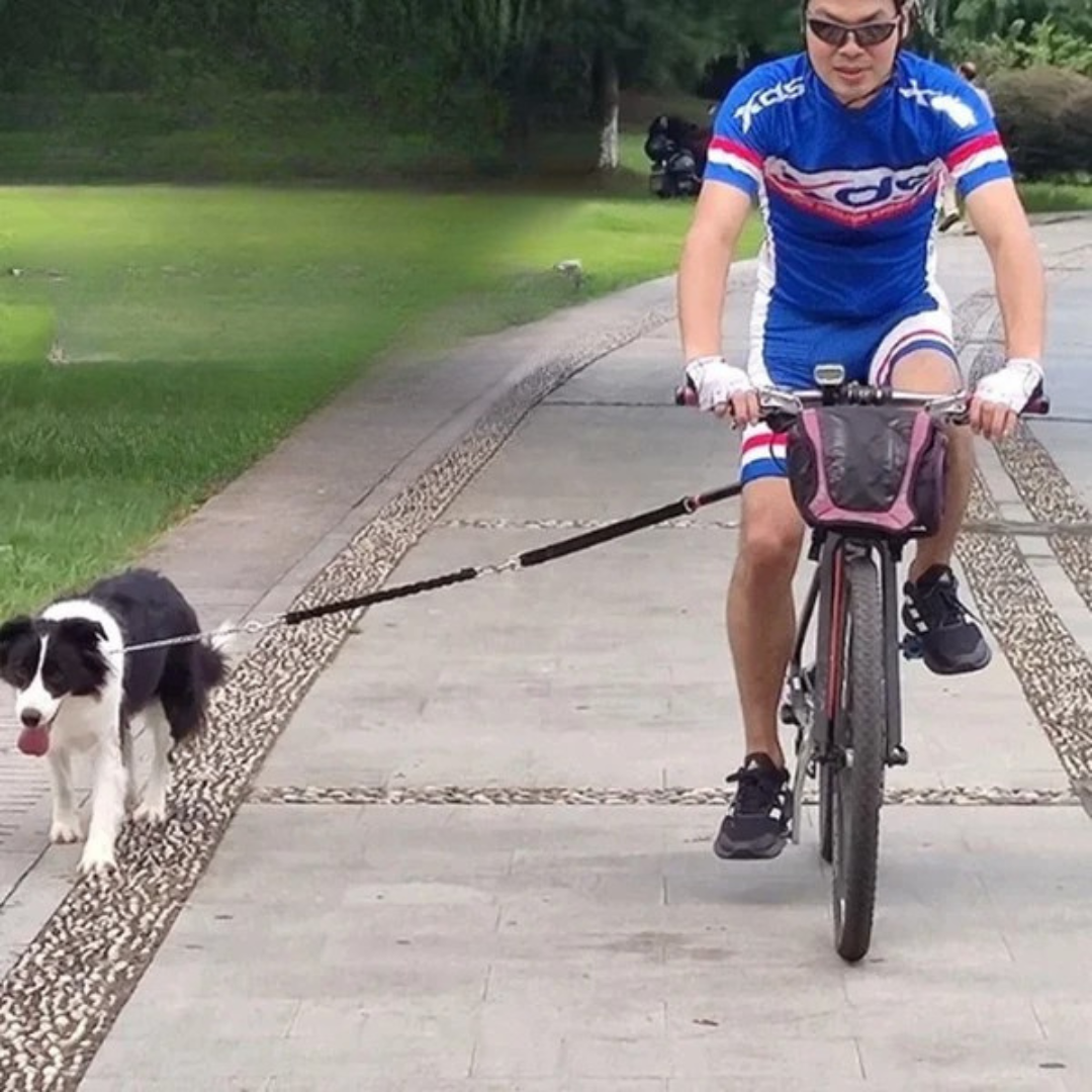 Fahrradleine für Hunde mit Abstandshalter & Stoßdämpfung