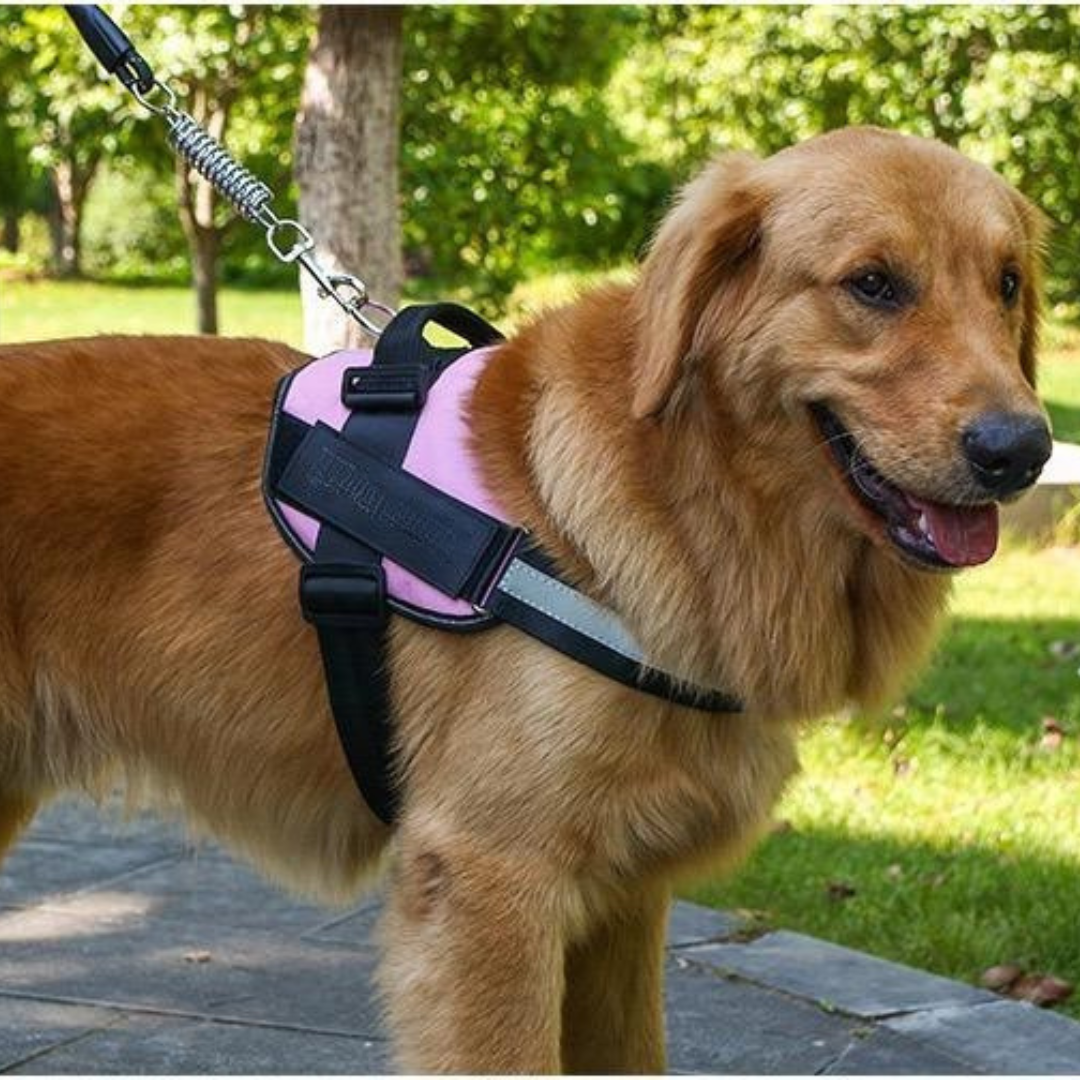 Personalisierbares Hundegeschirr mit Griff & Reflexstreifen