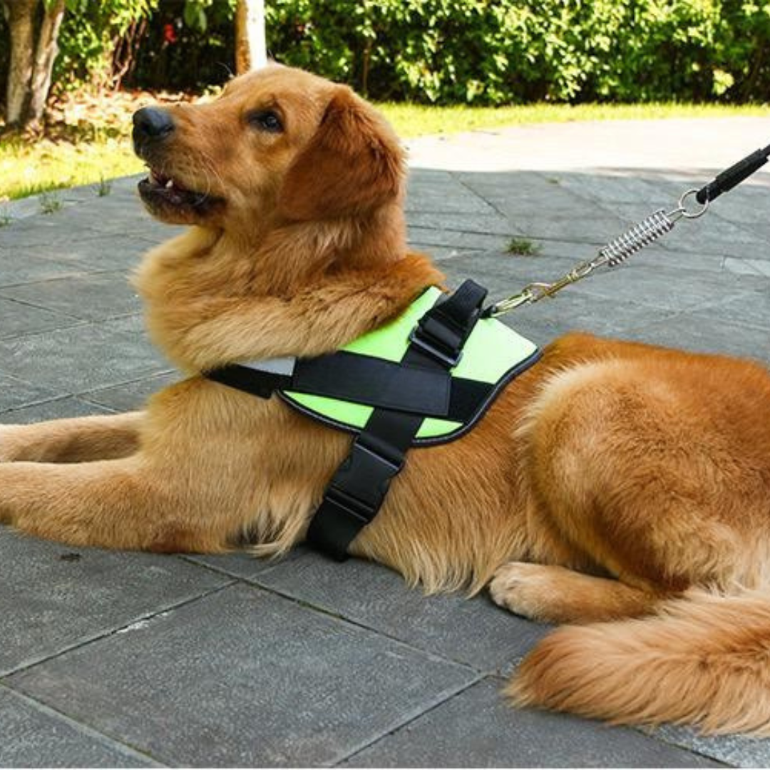 Personalisierbares Hundegeschirr mit Griff & Reflexstreifen