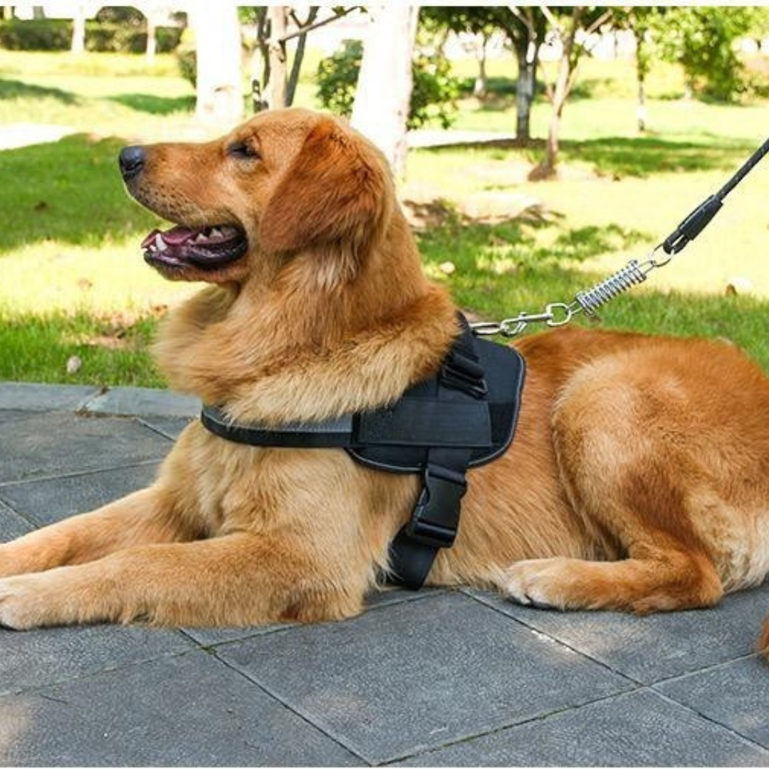 Personalisierbares Hundegeschirr mit Griff & Reflexstreifen