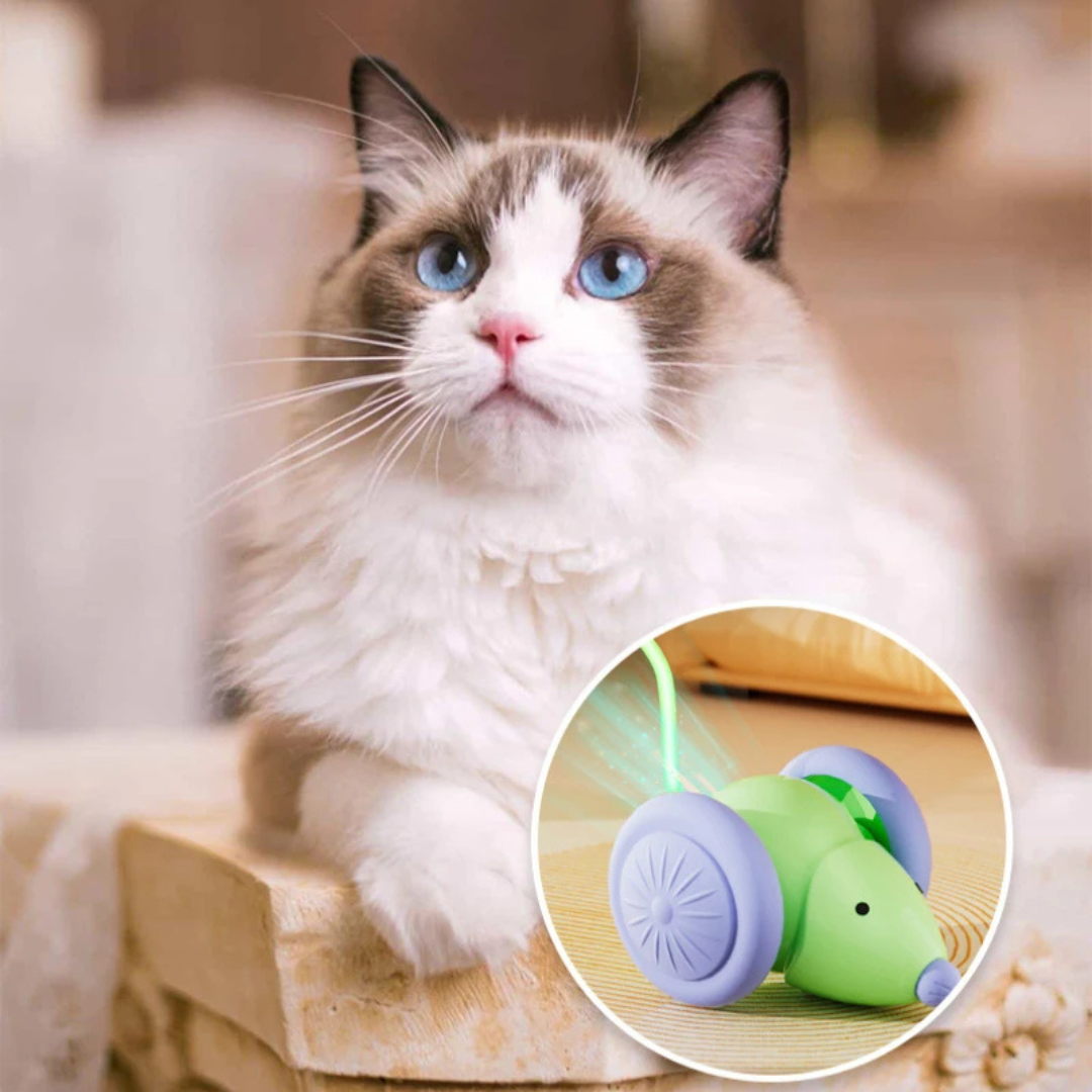 Revolutionäres Katzenspielzeug: Automatische KI-Maus🐭🤖