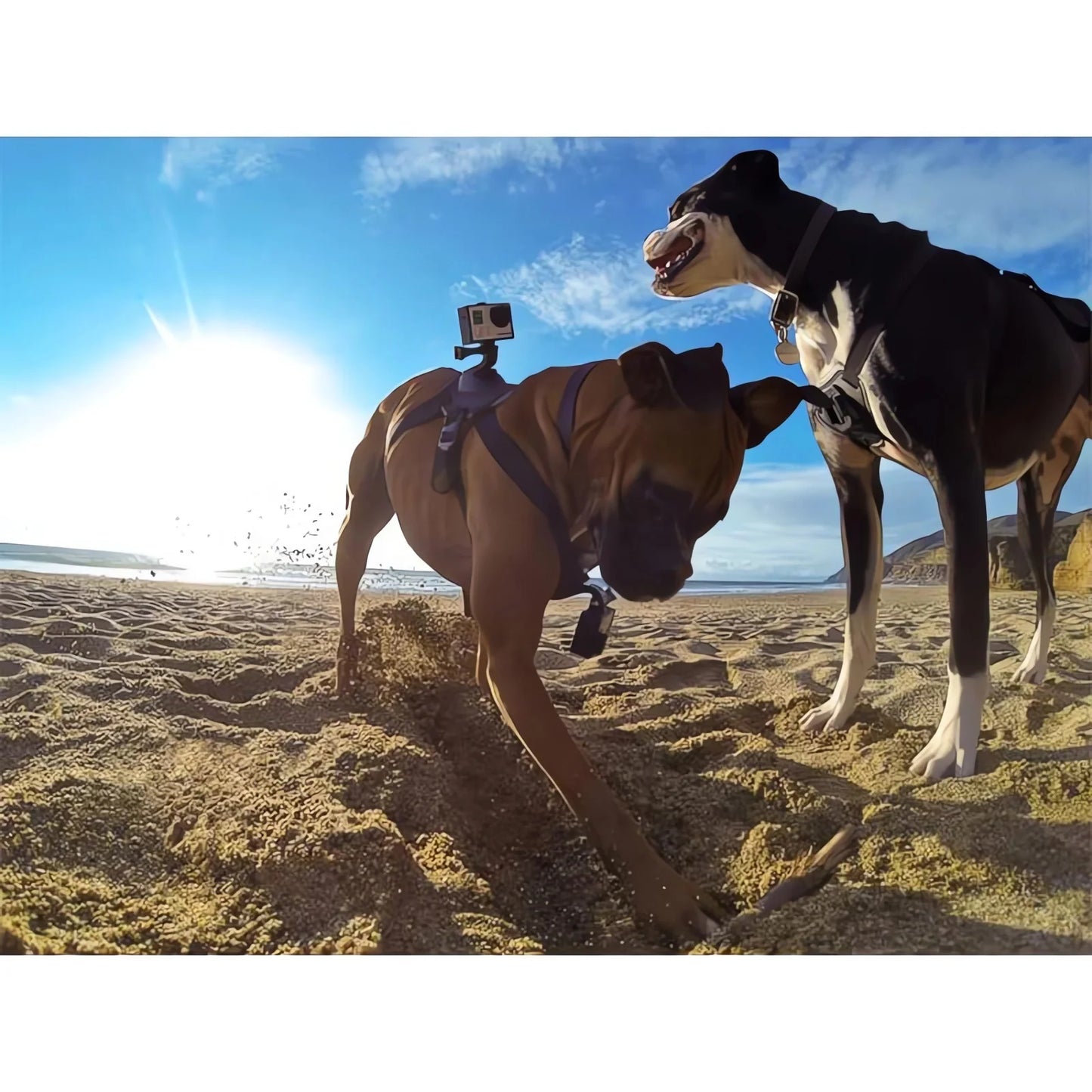 Action-Cam-Hundegeschirr – 360°-Ansicht aus der Hundeperspektive