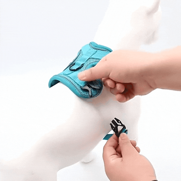 Zugfrei Hundegeschirr & Leinen-Set - Fluffy Adventures Haustiershop See-Blau / S 2-4 kg Mein Shop Hunde Leinen-Set Zugfrei Hundegeschirr & Leinen-Set Hunde Leinen-Set Mein Shop See-Blau / S 2-4 kg Fluffy Adventures Haustiershop