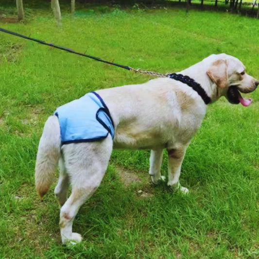 Waschbare Hundewindeln mit Klettverschluss und Schwanzöffnung 🔁