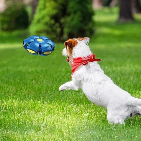 Der Hunde Frisbee Ball - 🐾Der ultimative Spielspaß für Ihren Hund!🐾 - Fluffy Adventures Haustiershop Blau 💙 Mein Shop Hundespielzeug Der Hunde Frisbee Ball - 🐾Der ultimative Spielspaß für Ihren Hund!🐾 Hundespielzeug Mein Shop Blau 💙 Fluffy Adventures Haustiershop