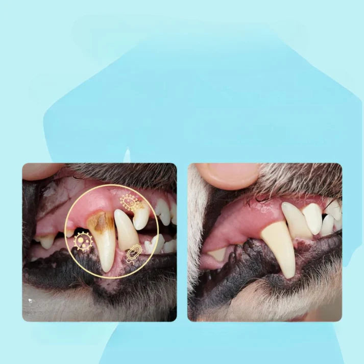 Zahnpflege & Ohrenreinigung für Haustiere – Einfach mit dem Finger!