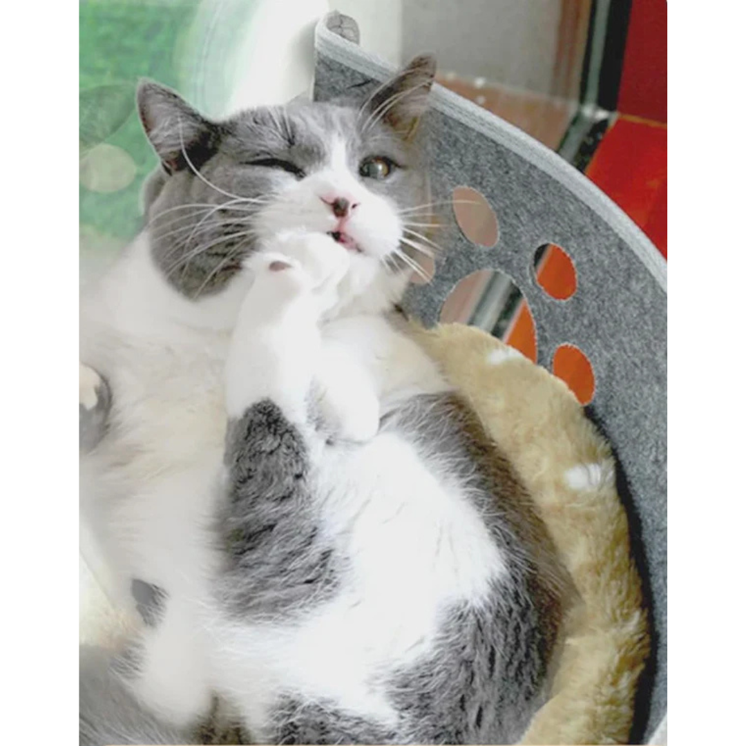 Katzen-Fenster Hängematte – Perfekte Aussicht für Ihre Samtpfote! - Fluffy Adventures Haustiershop Default Title Mein Shop Katzenhängematte Katzen-Fenster Hängematte – Perfekte Aussicht für Ihre Samtpfote! Katzenhängematte Mein Shop Default Title Fluffy Adventures Haustiershop