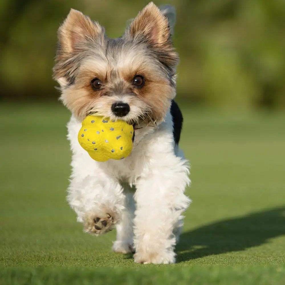 Beißfester Hunde- & Katzenball – Spielspaß drinnen & draußen