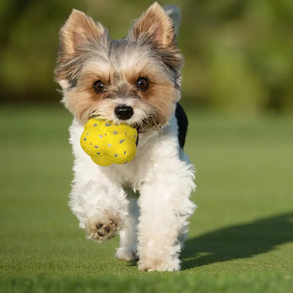 Beißfester Hunde- & Katzenball – Spielspaß drinnen & draußen