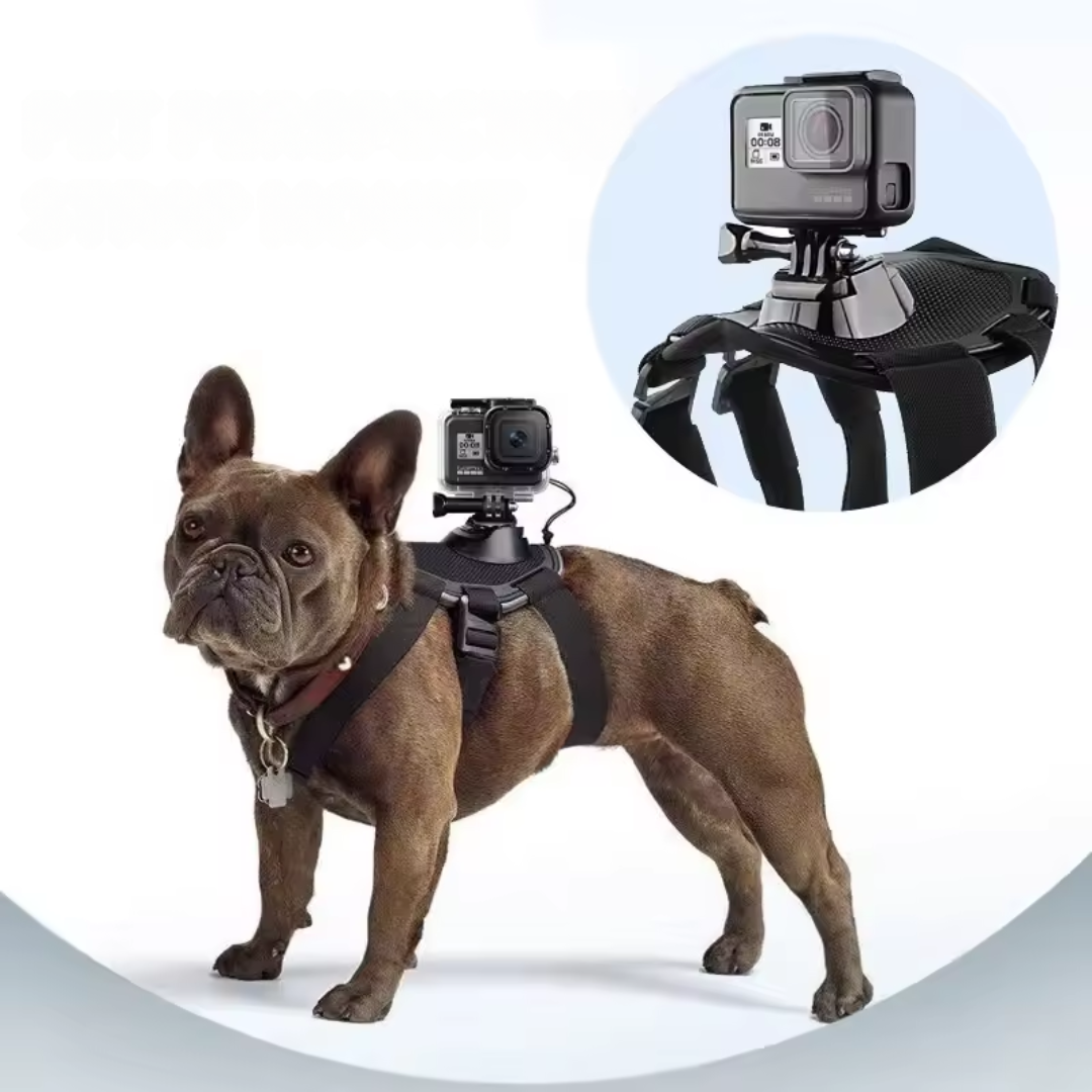 Action-Cam-Hundegeschirr – 360°-Ansicht aus der Hundeperspektive