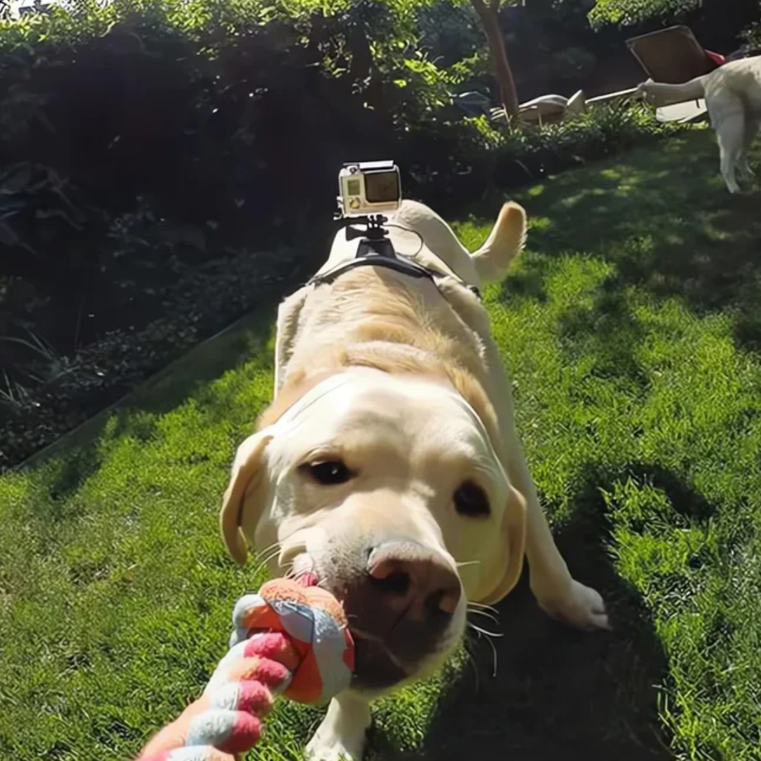 Action-Cam-Hundegeschirr – 360°-Ansicht aus der Hundeperspektive
