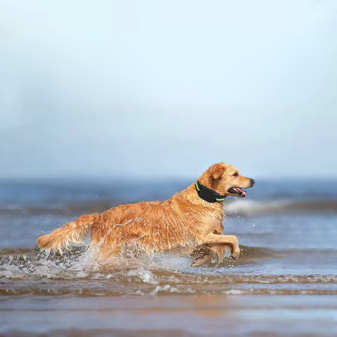Automatisches Anti-Bell-Halsband – Hunde-Training mit Ton & elektrischem Impuls