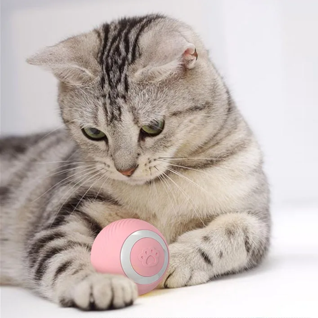 Bewegungsaktiver LED-Spielball – Energieabbau & Spaß für Katzen & kleine Hunde