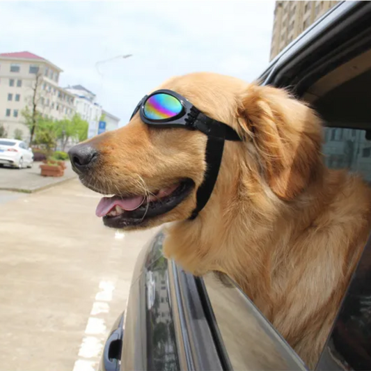 Faltbare Hundesonnenbrille mit UV-Schutz und elastischem Band – Sommer-Style
