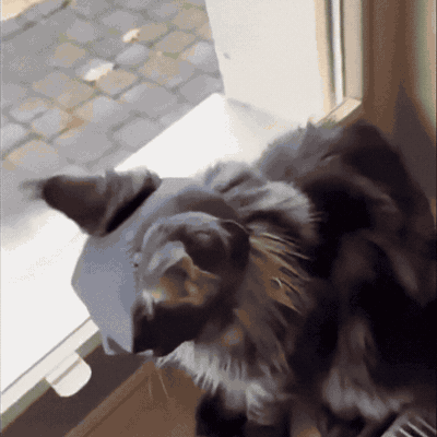 Fledermaus-Katzenmaske für Halloween