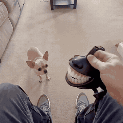 Lustiger Hunde-Maulkorb mit Grinsezähnen