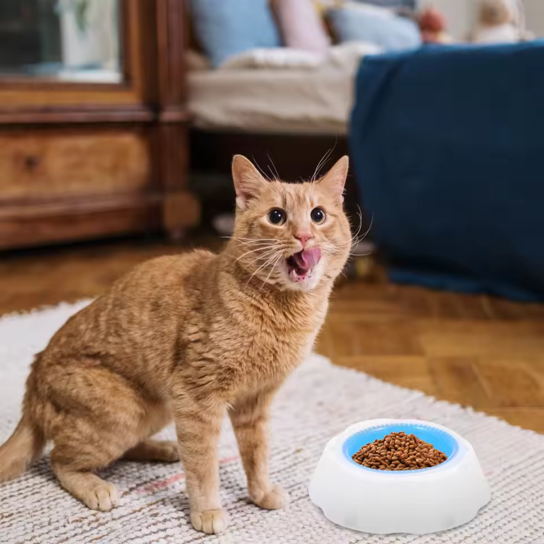 Kühlschale: Kühlender Futter- und Wassernapf für Haustiere