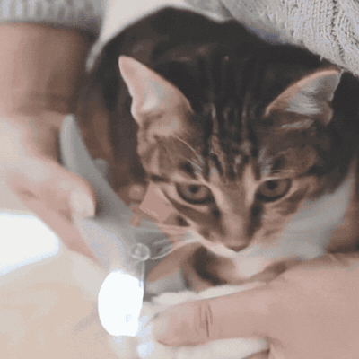 LED Krallenschere für Hunde & Katzen