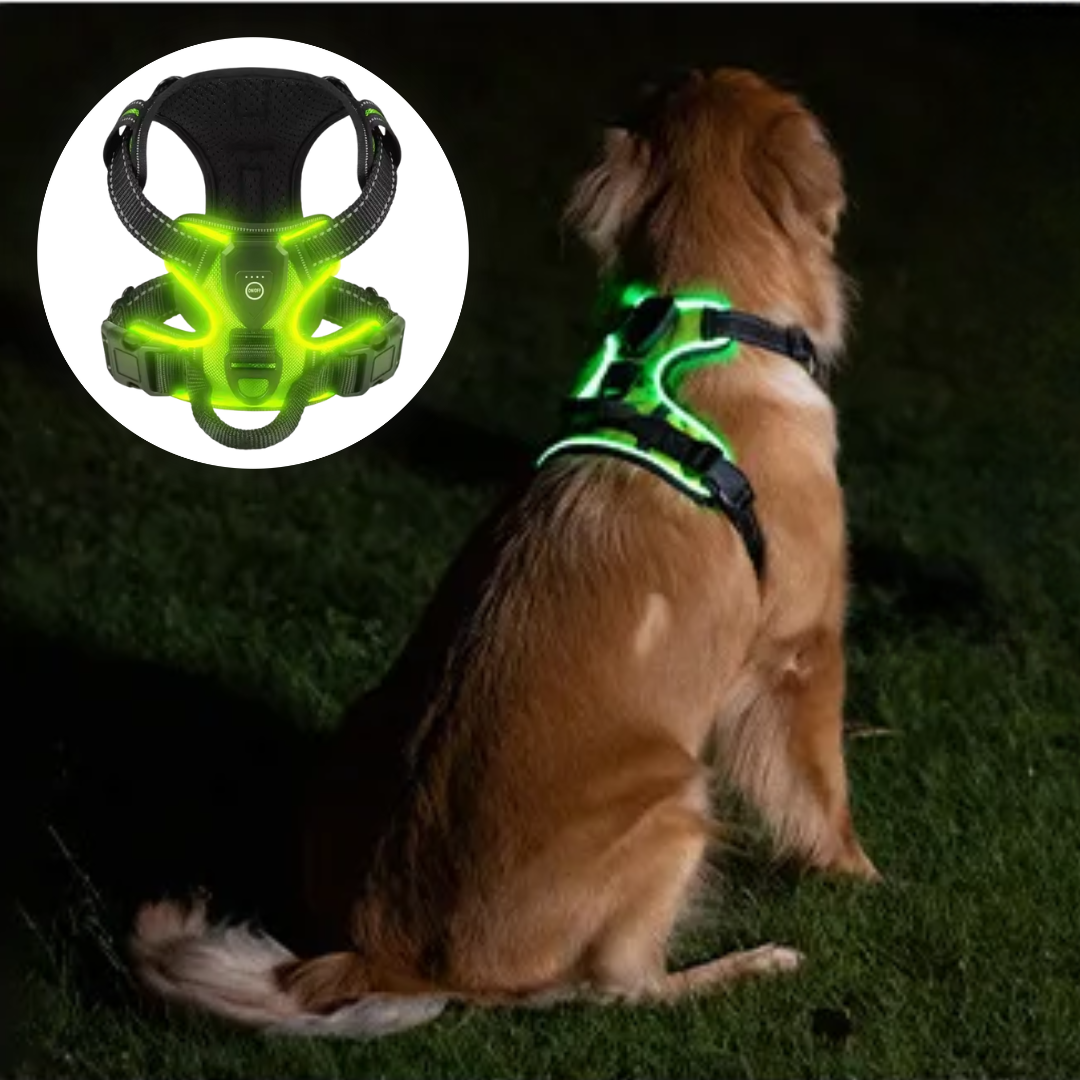Leuchtendes LED Hundegeschirr – Sicher & Komfortabel bei Nacht