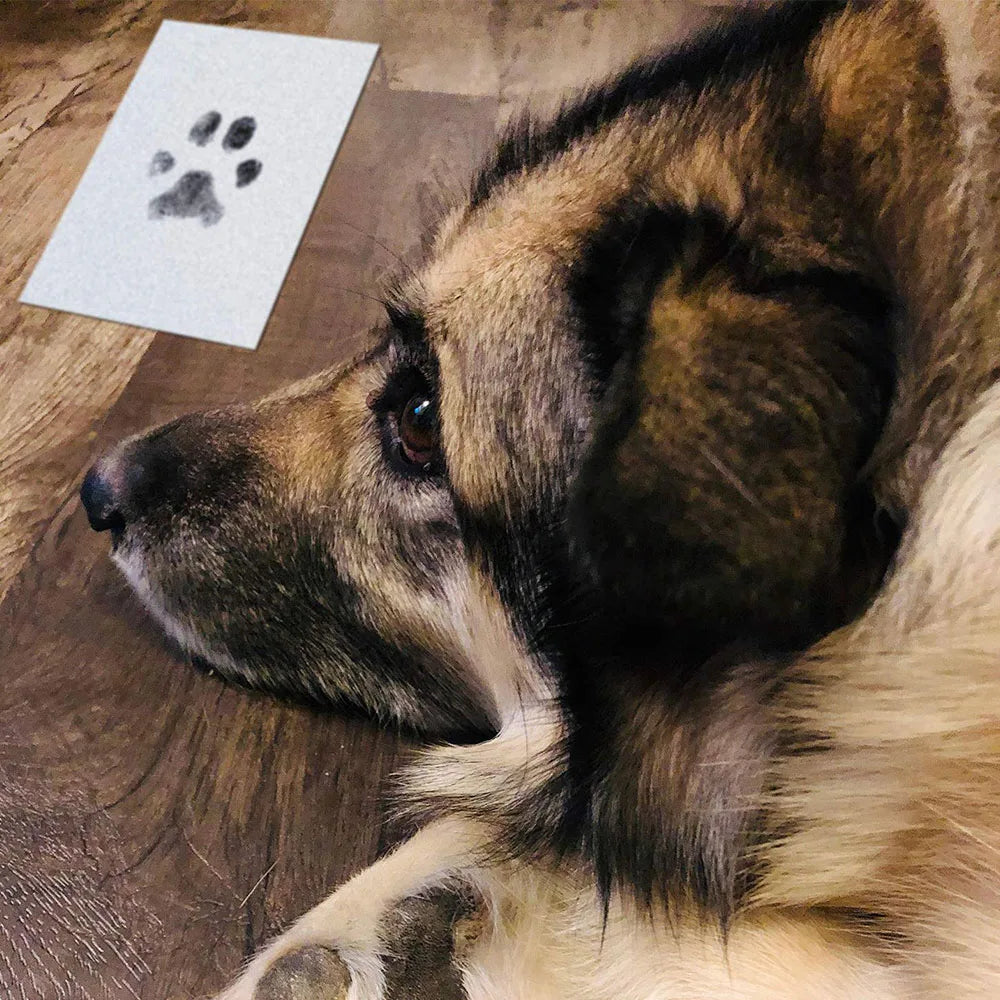 Tintenloses Pfotenabdruck-Set – Sicher & einfach Pfotenabdrücke bewahren