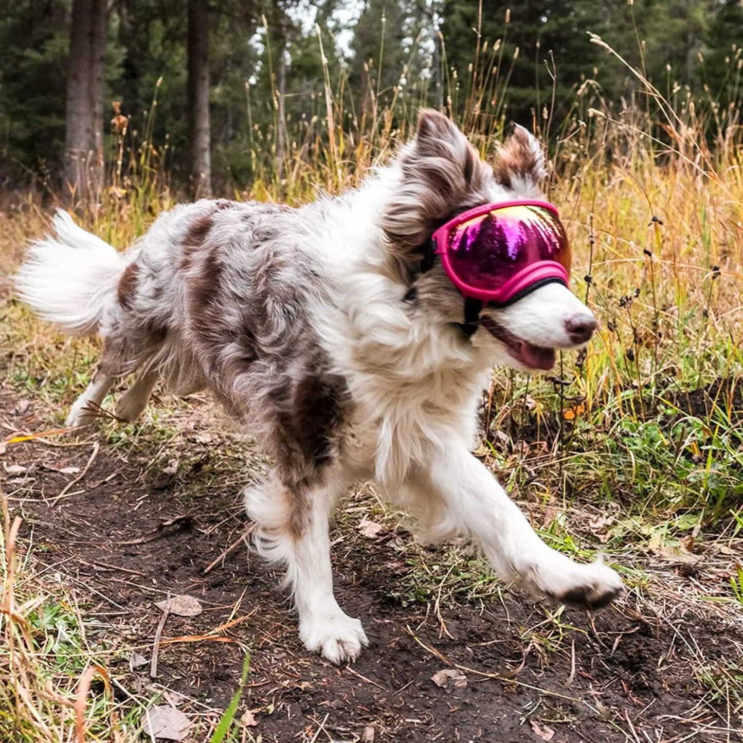 Anti-UV-Hundebrille – Stoßfest, winddicht und verstellbar