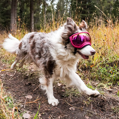 Anti-UV-Hundebrille – Stoßfest, winddicht und verstellbar