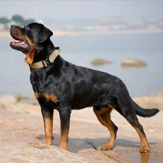 Tactical Hundehalsband mit Metall-Schnalle & Griff – robust & verstellbar