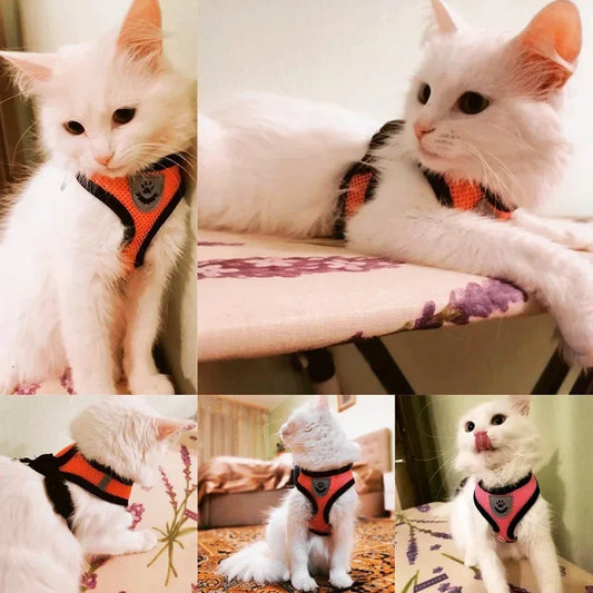Hundegeschirr für Hunde & Katzen weich & verstellbar