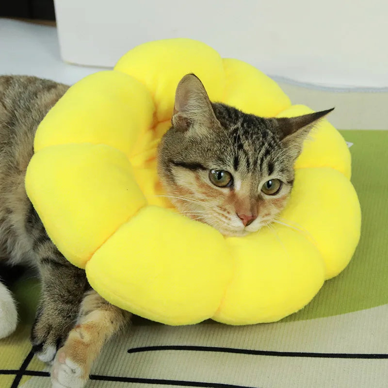 Sonnenblume Katzenhalsband nach Operationen – leckfrei, super bequem und stylisch