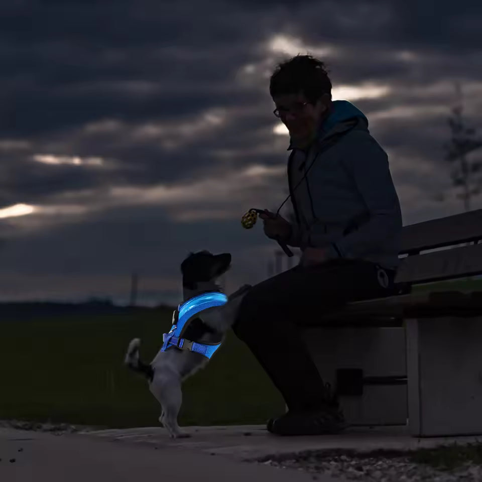 Leuchtendes LED Hundegeschirr – USB aufladbar & verstellbar