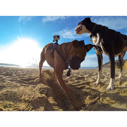 Action-Cam-Hundegeschirr – 360°-Ansicht aus der Hundeperspektive