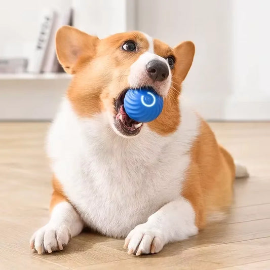 Cleverer Hüpfball – stundenlanger Spaß! 🧡💙 - Fluffy Adventures Haustiershop Blau 💙 Mein Shop Interaktives Haustierspielzeug Cleverer Hüpfball – stundenlanger Spaß! 🧡💙 Interaktives Haustierspielzeug Mein Shop Blau 💙 Fluffy Adventures Haustiershop