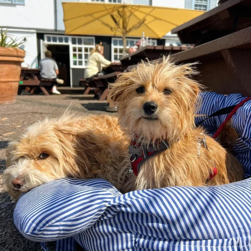 Luxus Auto-Hundesitz – weich, sicher & tragbar für jede Fahrt 🚗🐶