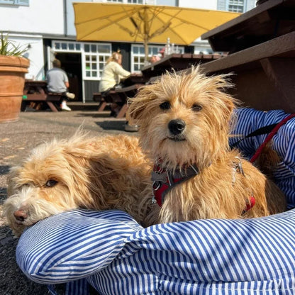 Luxus Auto-Hundesitz – weich, sicher & tragbar für jede Fahrt 🚗🐶