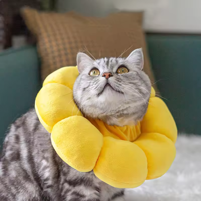 Sonnenblume Katzenhalsband nach Operationen – leckfrei, super bequem und stylisch